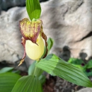 Garden Gnomes Etc. - Ponds & Pond Supplies