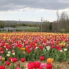 Burnside Farms gallery