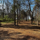 Messy Heifer's Forestry Mulching - Mulches