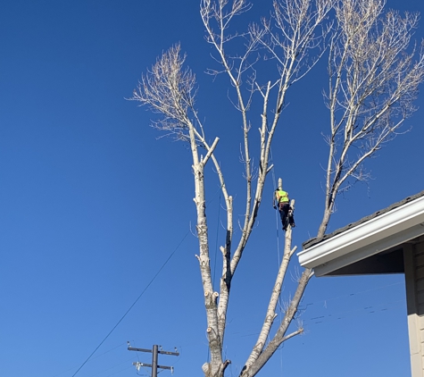 Sierra Tree Svc LLC - Bakersfield, CA. Day two