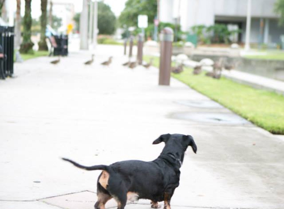 Lake Jesup Animal Hospital - Winter Springs, FL. Even at 24 years old he loved to chase ducks...