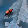 All County Exterminators gallery