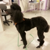Adorable Dog Grooming gallery