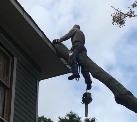 Alpha Tree Service - Jacksonville, FL