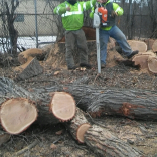 Eddy's Tree Service - Lake Villa, IL. tree removal