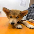 Greene County Vet Clinic - Veterinarians
