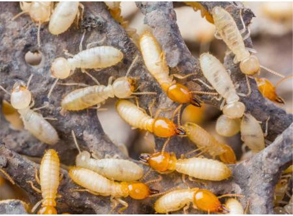 South Gippsland Pest Control
