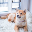 Pet Doors of Fort Worth - Doors, Frames, & Accessories