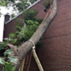 Tarzan Tree Service LLP. gallery