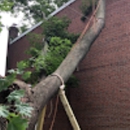 Tarzan Tree Service LLP. - Tree Service