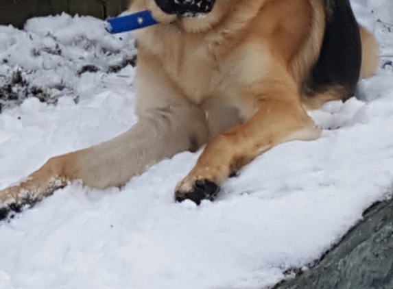 Stoney Hill Boarding Kennels - Swansea, MA. Brady taking a break.