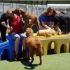 Top Notch Kennels gallery