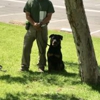 Specialty Dog Training gallery