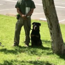 Specialty Dog Training - Pet Training