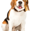 Misfits Dog Training - Dog Training