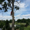 Shade Shifters Tree Removal gallery
