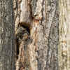 Mighty Pest Control Inc gallery