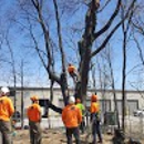 SavATree - Tree Service & Lawn Care - Tree Service