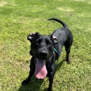Destination Canines - Dog Training