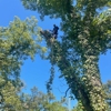 Tree Masters Tree Service gallery