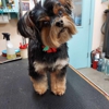 Dogs Only Grooming Service gallery