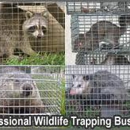 Bay Area Wildlife Solutions - Animal Removal Services