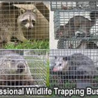 Bay Area Wildlife Solutions