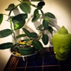 New York Ayurveda & Panchakarma Center gallery