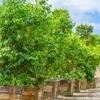 Moon Valley Nurseries gallery