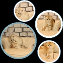 Scottish Fold Cattery/British shorthair kittens - Pet Breeders
