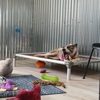 Adventure Awaits Fido gallery