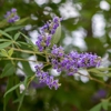 Moon Valley Nurseries gallery