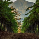 Theorem Vineyards