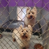 Pet Paradise gallery