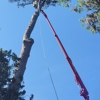 Dos Hermanos Pineda Tree Services gallery
