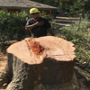 5 Star Tree Service gallery