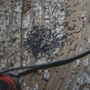 Big River Pest Control gallery