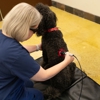 VCA Angel Animal Hospital gallery