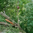 Cincinnati Arbor Services - Stump Removal & Grinding