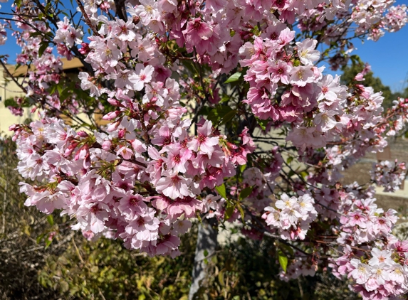 Nikkei Senior Gardens - Arleta, CA