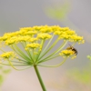 B & B Exterminating Co gallery