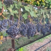 Robert Clay Vineyards Estate Winery & Tasting Room gallery