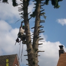 Mister Tree - Tree Service