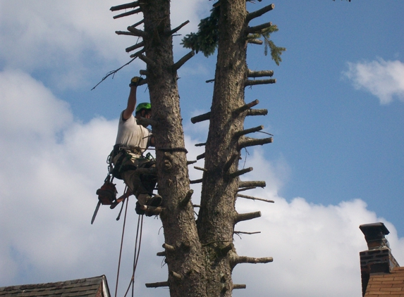 Mister Tree - Aliquippa, PA