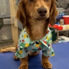 VCA AVH Animal Hospital gallery