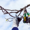 Perez tree service gallery