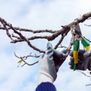 Perez tree service - Tree Service