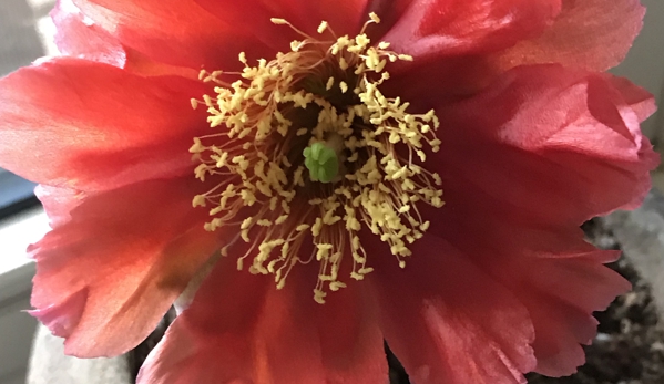 Echter's Nursery & Garden Center - Arvada, CO. Papaya Prickly Pear Blossom