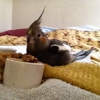 Bay Area Bird Hospital gallery