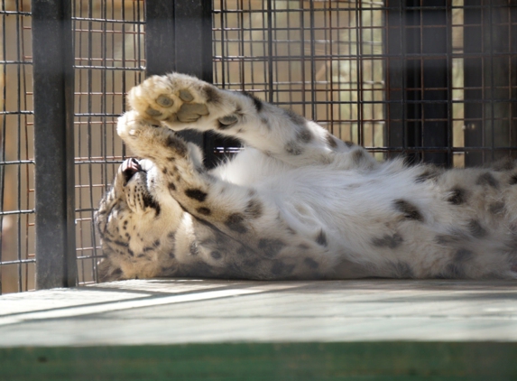 Exotic Feline Breeding Cmpnd - Rosamond, CA